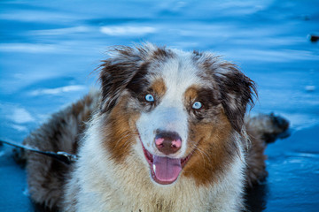 Blue Eyed Dog 