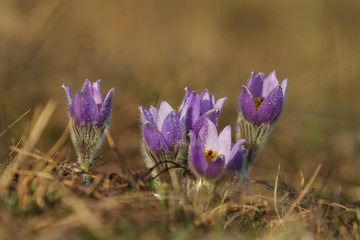 Pulsatilla Grandis on a meadow in the afternoon sunshine. Purple flowers on a spring meadow