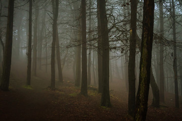 misty forest in fog