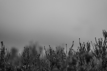 grass in the fog