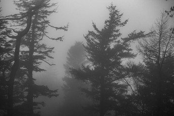 Fototapeta na wymiar trees in the fog