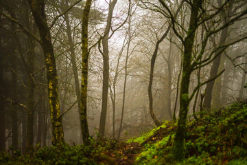 morning in the forest