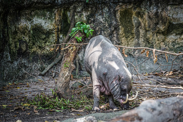 野生のバビルサのイメージ