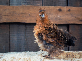 Unusual chickens with curly plumage. Portrait of a hen