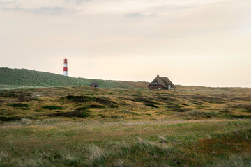 Fototapeta na wymiar Grassy dunes landscape on Sylt island in a nature reserve
