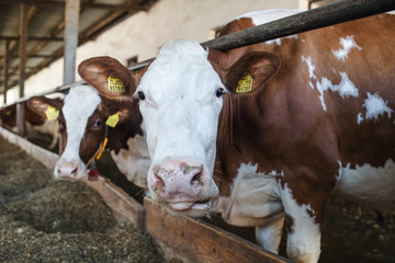 Cows on a diary farm, agriculture industry.