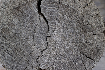 Old round sawed pine logs. Background of age-old rings made of logs, texture of logs. Cracks in the tree. Texture closeup. Defective material