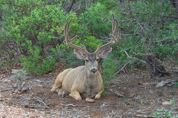 Mule Deer In Velvet 