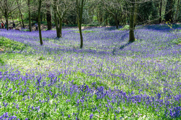 Bluebells in the woods in springtime. Photo taken in Kent, England