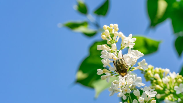 Close up photo of white lilac flowers with golden bug looking at nectar, blue spring skies as blurry background in a Swedish garden in springtime, Northern Sweden, Umea