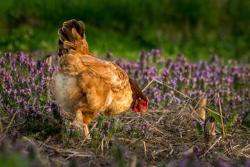 Chicken bird in farmyard domestic animal