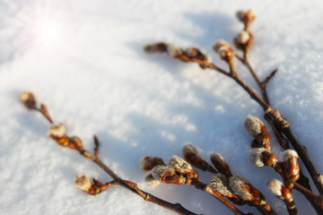  Spring flowers pussy willow on a snow background