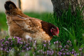 Chicken bird in farmyard domestic animal