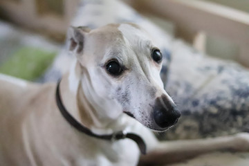 Cable whippet. Close up dog face.