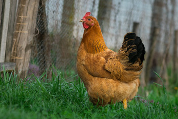 Chicken bird in farmyard domestic animal