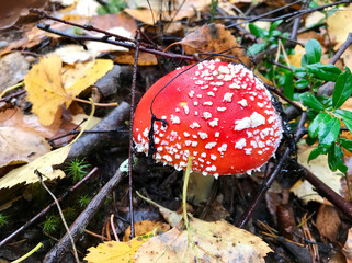 Poisonous mushroom in the forest