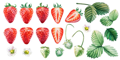 Watercolor set of red juicy strawberries with leaves. Hand drawn food illustration. Fruit print. For postcards, packages, cards, logo, desserts. Summer sweet and bright fruits and berries. - 326141349