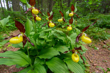Frauenschuh in Wildform