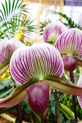Paphiopedilum Blüte
