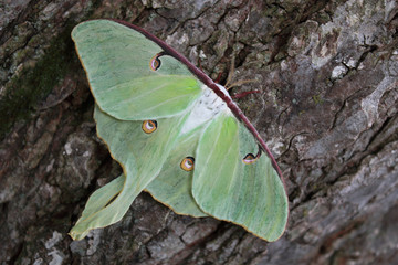 Closeup of a beautiful luna moth on tree bark