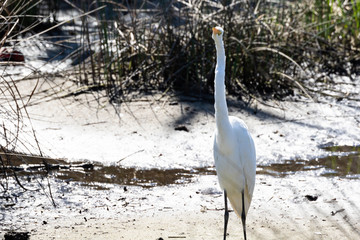 White Egret in the wetland