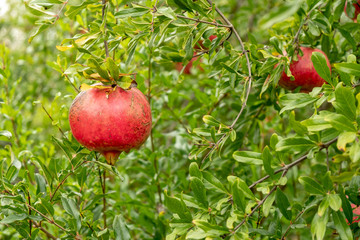 Pomegranates hanging on tree.