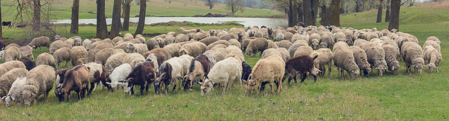 Sheep and goats graze on green grass in spring