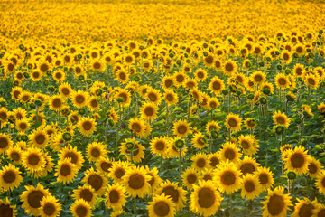 Beautiful sunflowers field