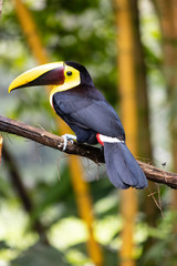 This family of ranphastidae birds of the order of the piciformes is very wide since it houses six genera and forty-two different species of toucans.