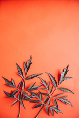 Branches of medicinal Elderberry on a red background.