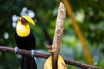 This family of ranphastidae birds of the order of the piciformes is very wide since it houses six...