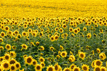 Beautiful sunflowers field