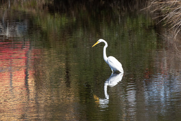 White Egret in the wetland