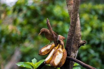 Birds of different species look for food in the trees