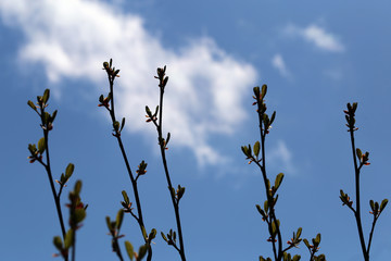 A lot of tree branches with small leaves. Photographed in Finland during a sunny spring day. In the background you can see blue sky with some small clouds. Beautiful relaxing closeup photo.