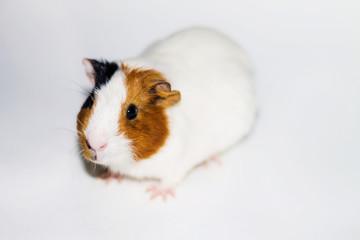 White Guinea pig on a white background with