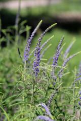 Flower field full of purple sage (salvia) flowers. Blooming flowers during a spring day. in the background there is green grass. Closeup color photo.
