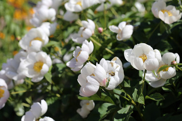 Rose bush with a lot of blooming white roses. Beautiful flowers photographed during a sunny spring day in Finland. Blossoming garden flowers with a lovely scent in a closeup color image.