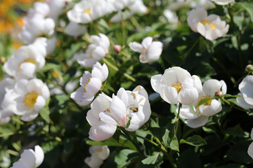 Rose bush with a lot of blooming white roses. Beautiful flowers photographed during a sunny spring day in Finland. Blossoming garden flowers with a lovely scent in a closeup color image.