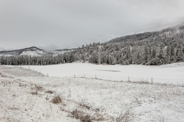 Vast forest of evergreen trees covered in fresh snow behind empty pasture with fence on overcast day
