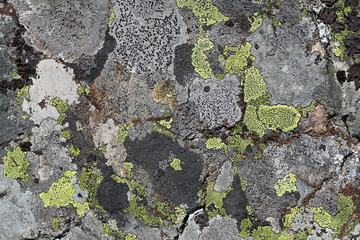 Grey stone surface covered with different grey colored lichens and moss. Beautiful closeup photo of...
