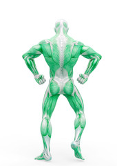 muscleman anatomy heroic body doing a bodybuilder pose four in white background_