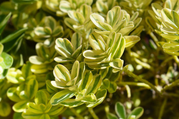 Variegated Hebe