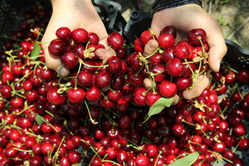 high angle view of a young caucasian man outdoors with a handful of ripe cherries in his hands, freshly collected on an organic orchard . Fresh cherry in the hands of a man .