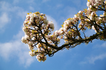 blooming cherry tree in spring against blue sky. Branch of a blossoming apple or cherry tree. Springtime. white flowers in spring. bloom of spring trees in bright sunlight.