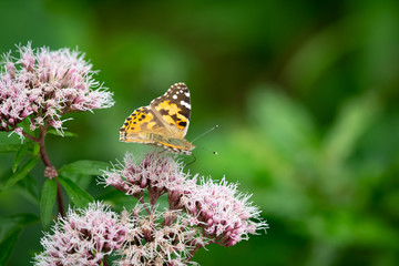 Schmetterling