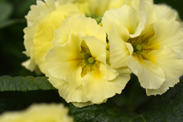 Oxlip primrose Inara Yellow Colours