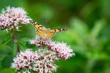 Schmetterling