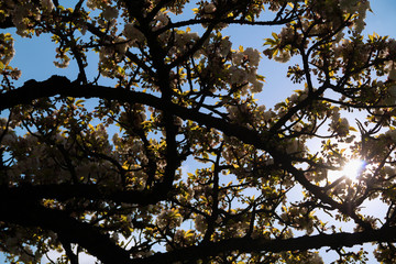 tree with leaves and flowers in the blue sky. blooming tree in spring. white flowers of cherry tree. Springtime. Branch of a blossoming apple or cherry tree. bloom of spring trees in bright sunlight.