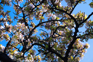 blooming tree in spring against blue sky. white flowers of cherry tree in spring. Springtime. Branch of a blossoming apple or cherry tree. bloom of spring trees in bright sunlight.